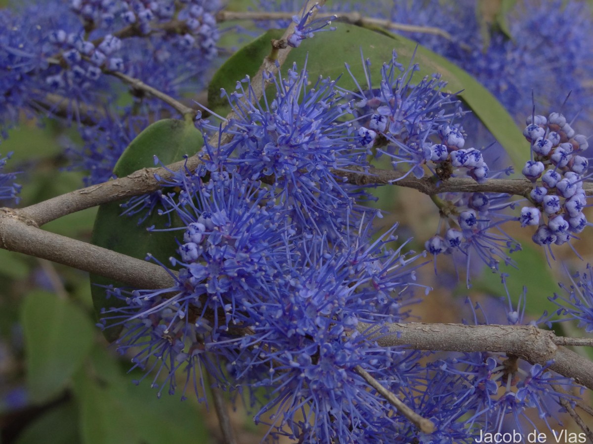 Memecylon umbellatum Burm.f.